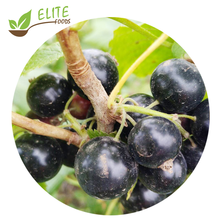 New Season IQF Blackcurrant