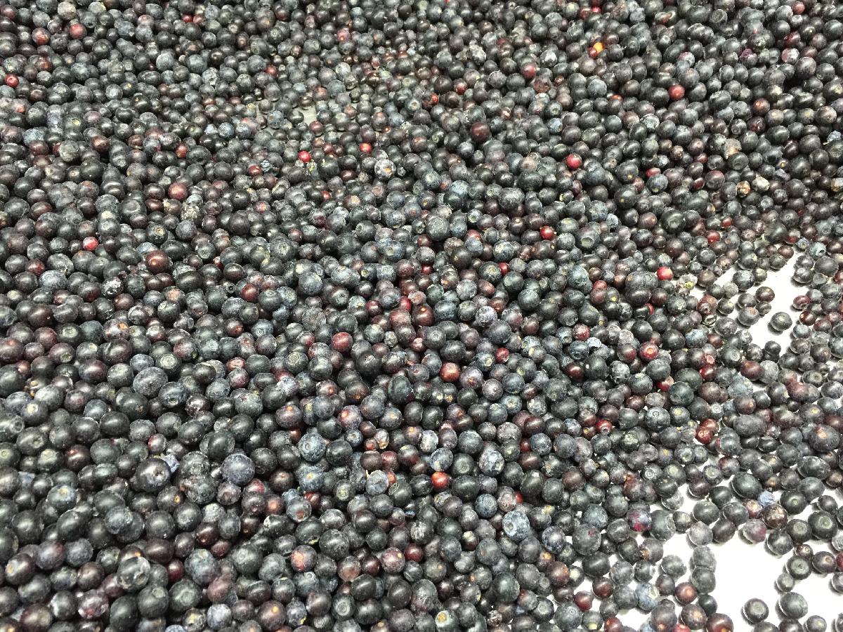 High Quality Frozen Wild Blueberry IQF Wild Blueberries New Crop with good price