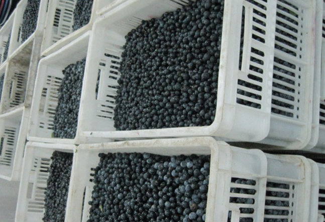 Top Quality Frozen Blueberry IQF Wholesale Blueberries New Crop with Lowest price