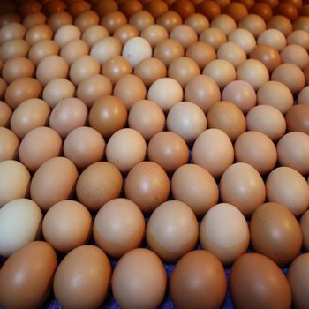 Ross 308 Broiler Hatching eggs/Fertile Chicken Eggs