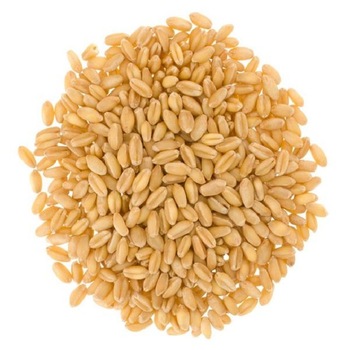 Good Quality Wheat Milling Seed For Animal Feed Dried Wheat
