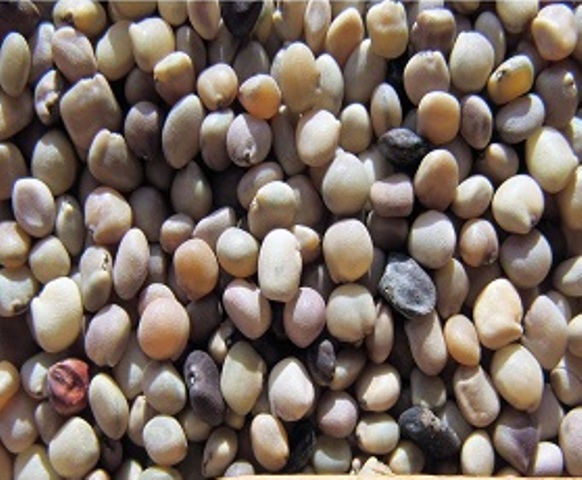 Seeds cluster bean / Guar Beens /Guar Gum Seed,Estonia price supplier ...