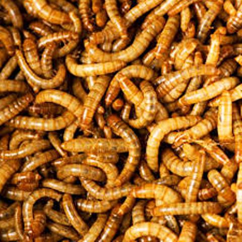 download meal worm