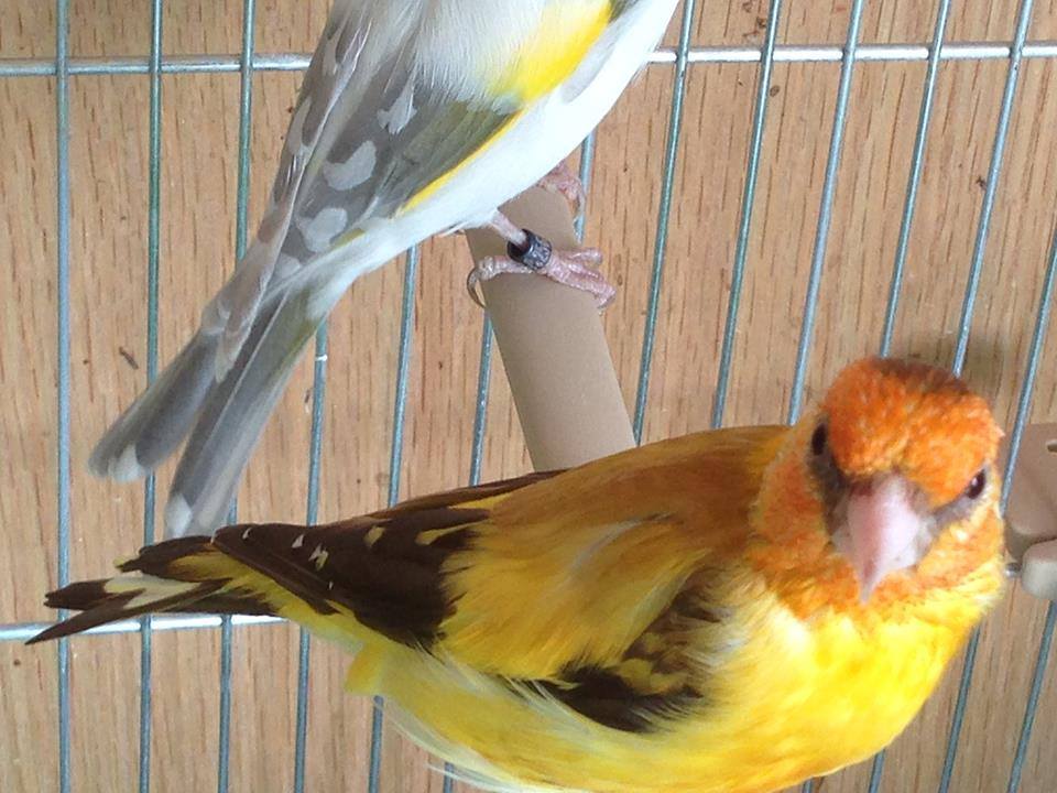 lancashire canary for sale