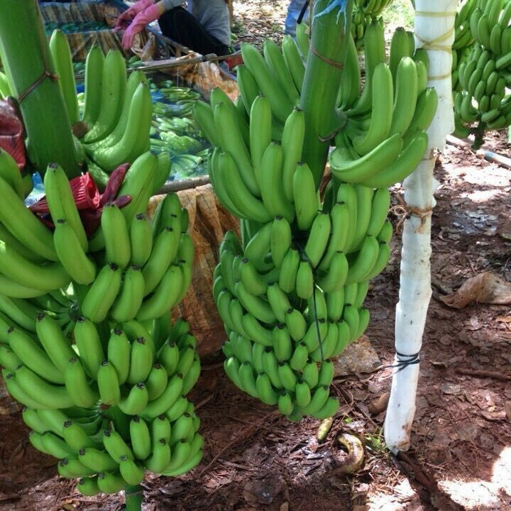 Unripe Green Fresh Banana Europe,Estonia price supplier - 21food