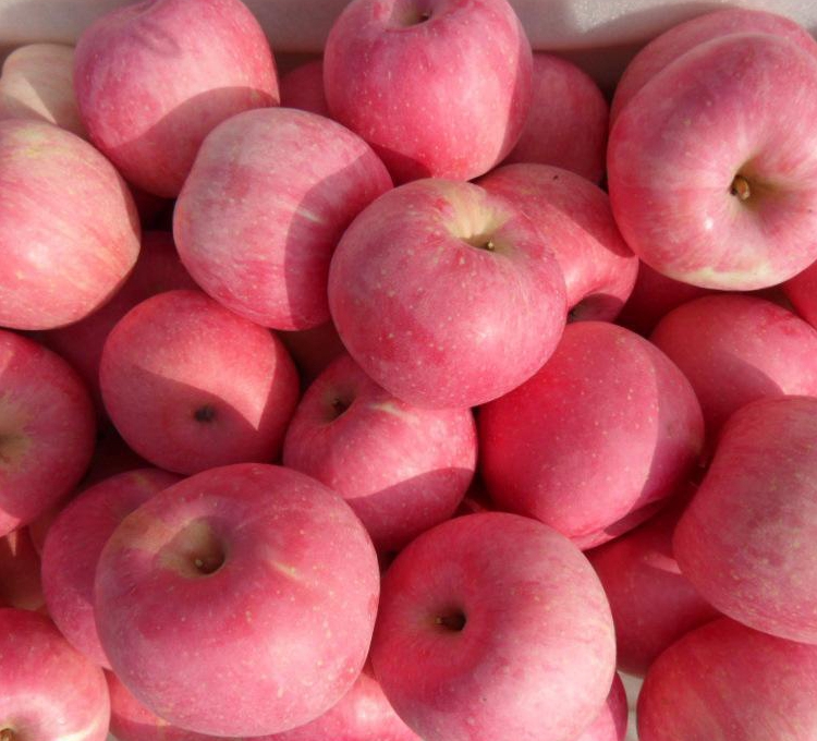 Chinese Pink Lady Red Apples China Manufacturer