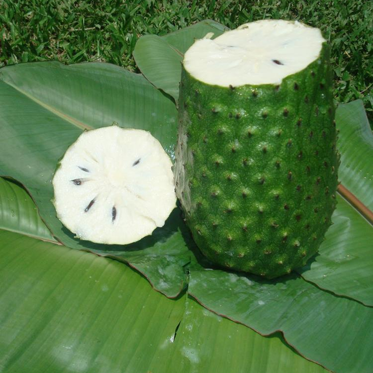 Soursop Fruit Pulp,estonia Price Supplier - 21food