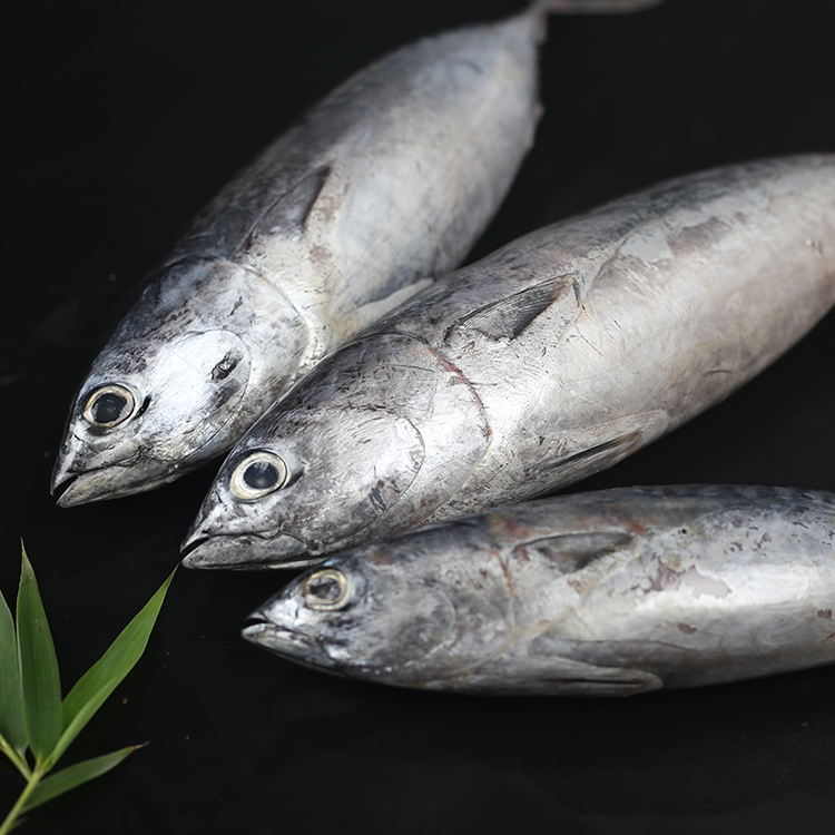 Frozen Horse Mackerel From Noway,Estonia Price Supplier - 21food