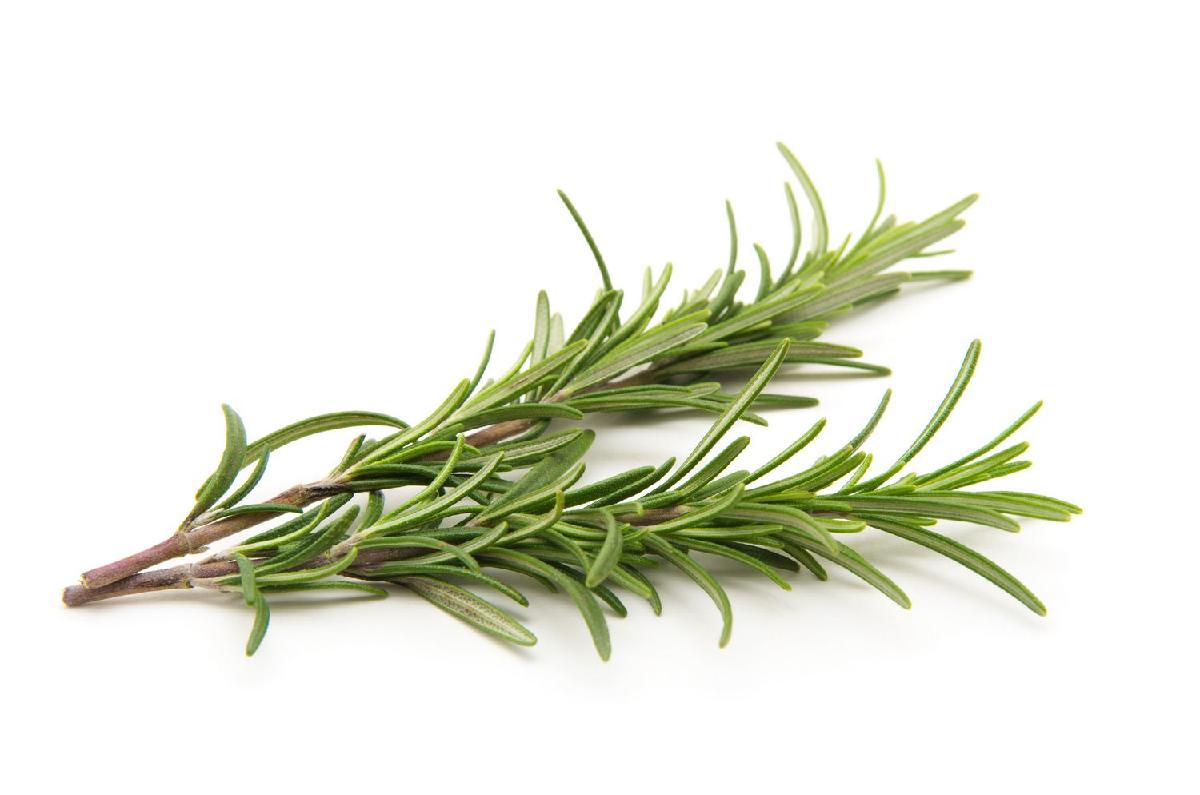 Natural Antioxidant Rosemary Oleoresin Extract (ROE) 1%~20%,China price ...