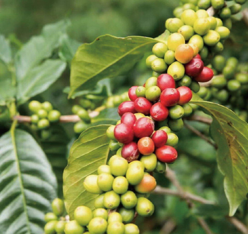 typica arabica