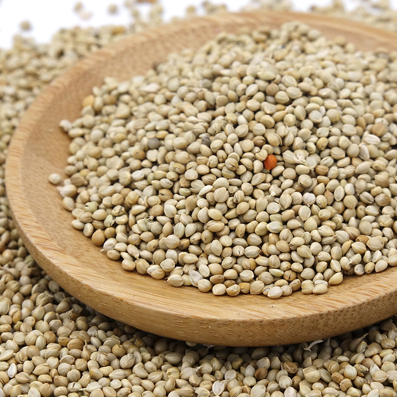 red-foxtail-millet-organic-foxtail-millet-red-millet-in-husk-china