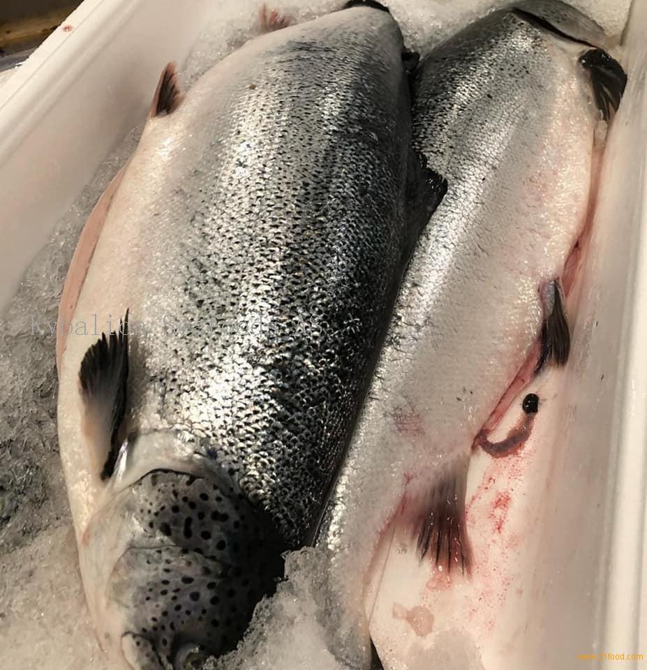 Norway Salmon Fish, Gutted Fresh/Frozen,Norway Salmon price supplier ...