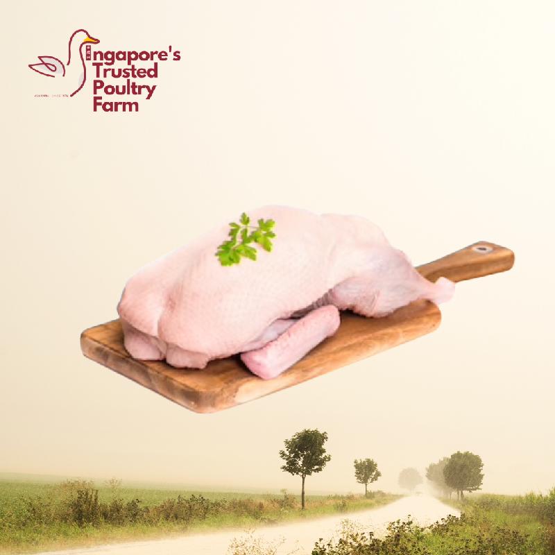 Fresh Duck,Singapore YSH FARM price supplier - 21food