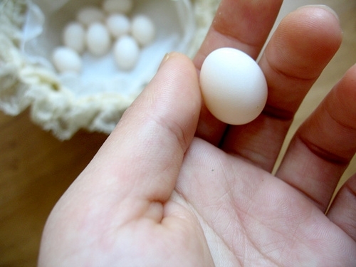 fertile budgie eggs for sale