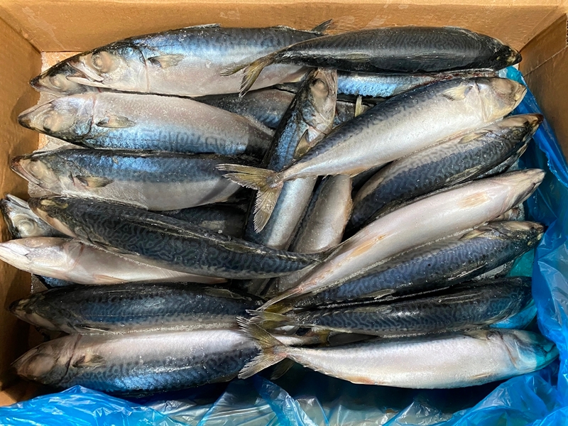 Тихоокеанские Морепродукты Замороженная Цельная Круглая Рыба Скумбрия Для Консервов