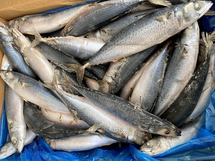 Тихоокеанские Морепродукты Замороженная Цельная Круглая Рыба Скумбрия Для Консервов