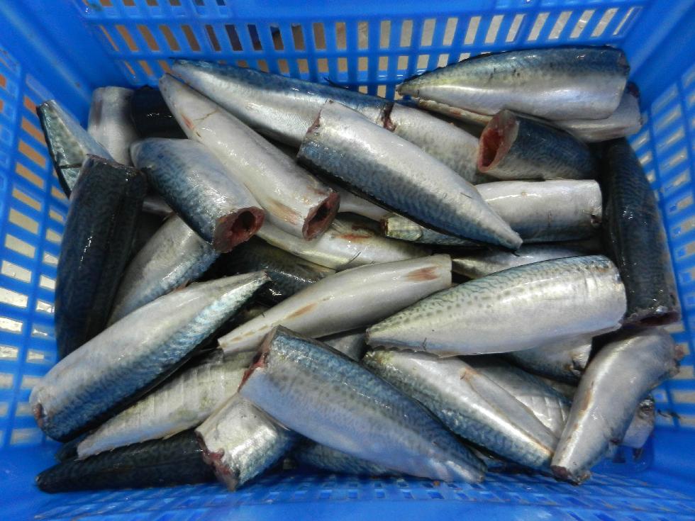 Wholesale Frozen Mackerel Fish hgt For Sale Frozen Fish Buyers,China