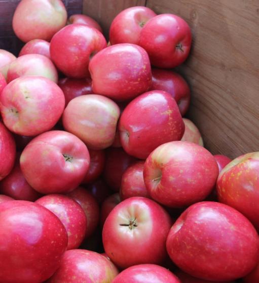 Gala Apples 1-Pound – Suji Fresh