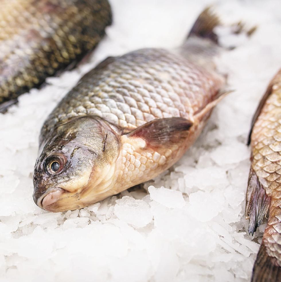 Carp fish frozen,Russia Bakreu price supplier - 21food
