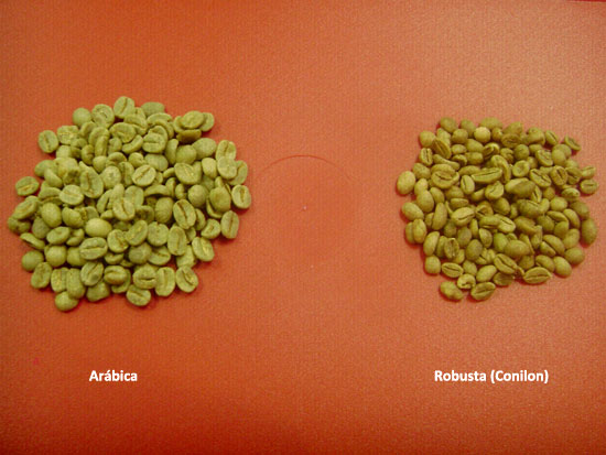 Diferenças entre o café ARÁBICA x CONILON #cafe #coffee #arabica #coni