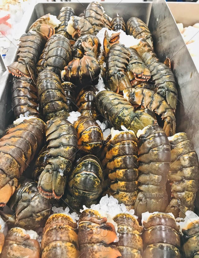 Live Lobster Spiny Lobster Frozen Lobsterthailand Echo Price Supplier 21food
