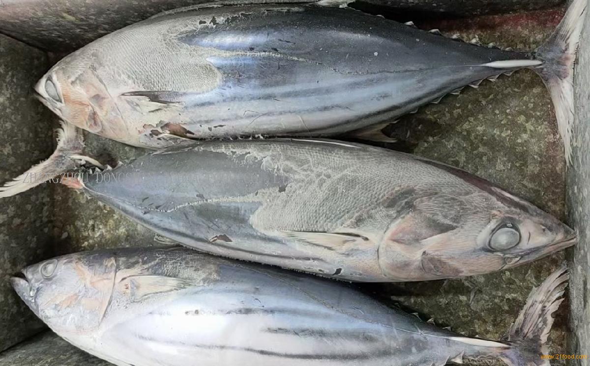 frozen skipjack tuna,China ds price supplier - 21food