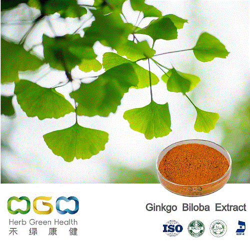 Natural Plant Extract Ginkgo Biloba Extract Powder for Brain Health Herb Herbal