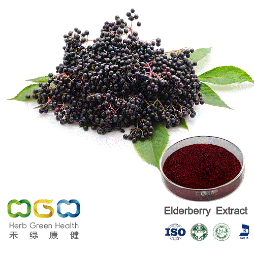 Natural Plant Extract Standardized Black Elderberry (Sambucus) Powder