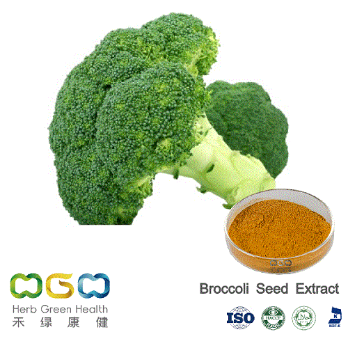 Natural Plant Extract Broccoli Seed Powder for Anticancer Herb Herbal