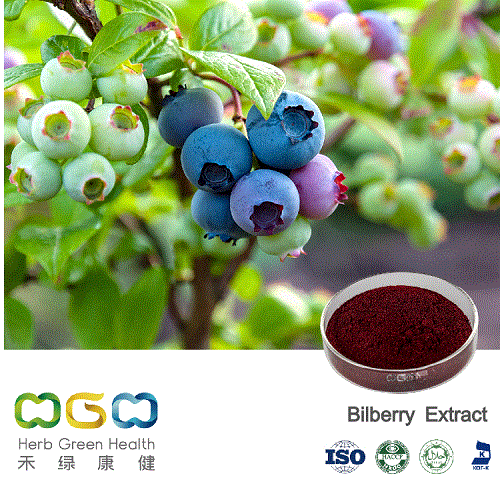 European Bilberry Extract for Eye Sight Protection Herb Herbal