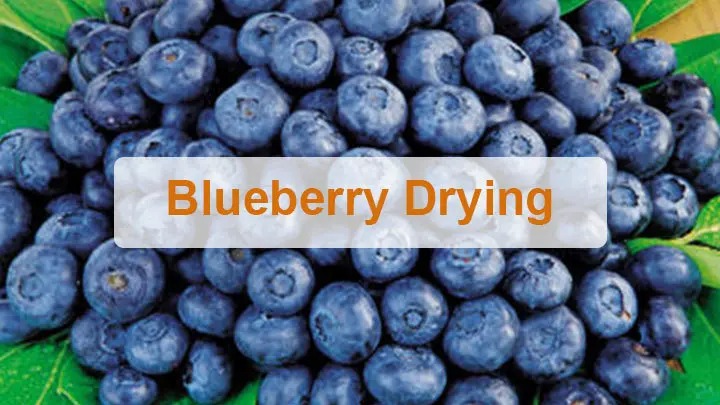 Blueberry Dryer