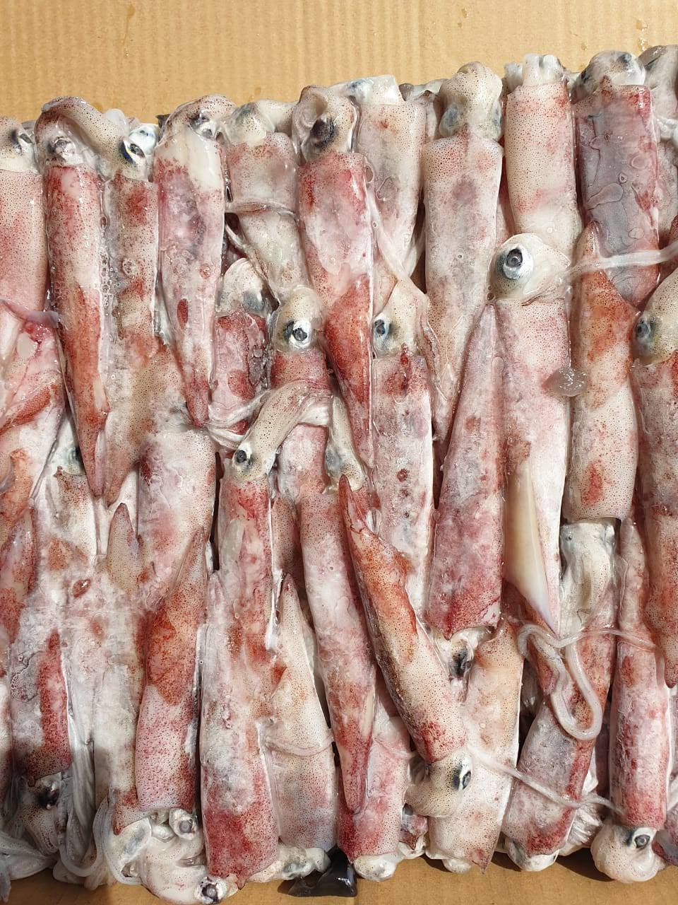 Frozen Squid,Indonesia Un Brand price supplier - 21food