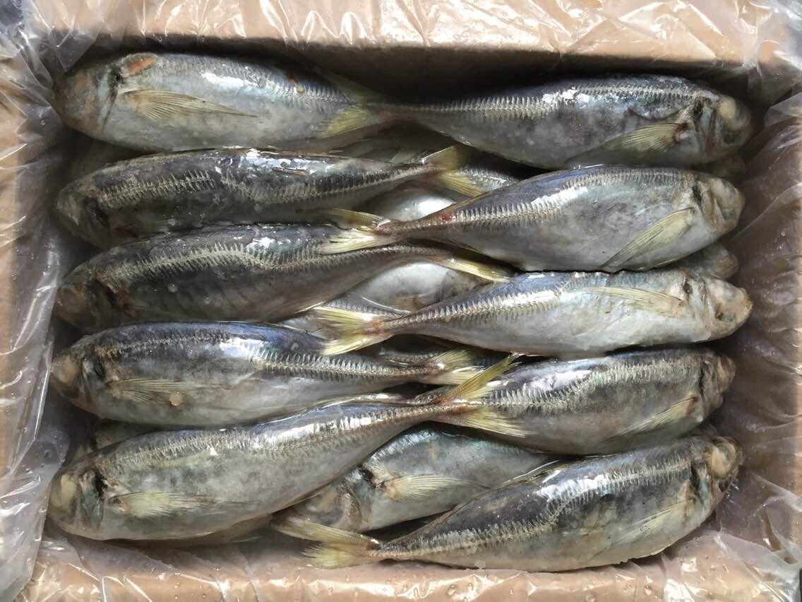 Frozen Yellow Tail Horse Mackerel,Cameroon All business traders price ...