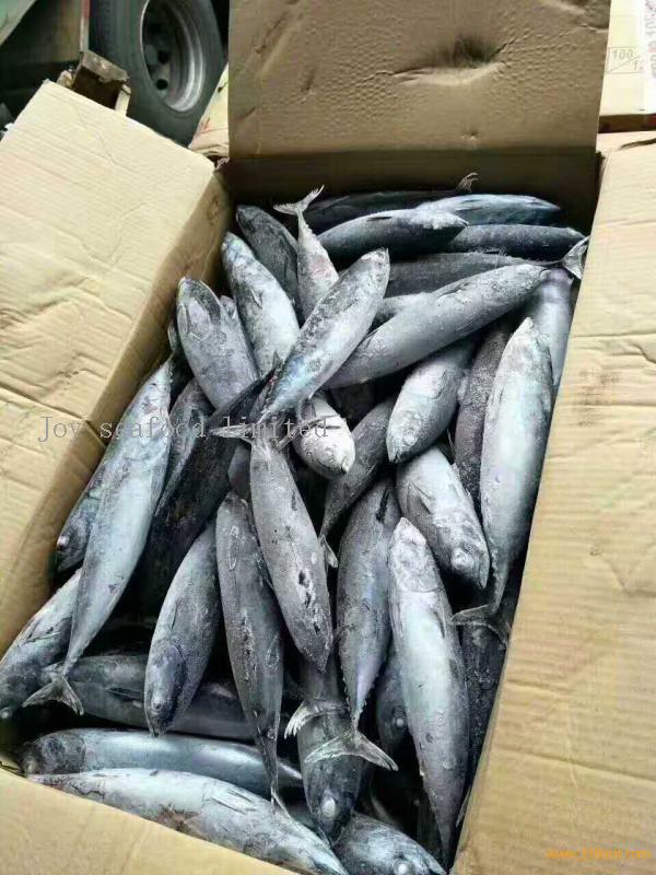 new caught Frozen bonito fish tuna for market,China JOY SEAFOOD LIMITED ...