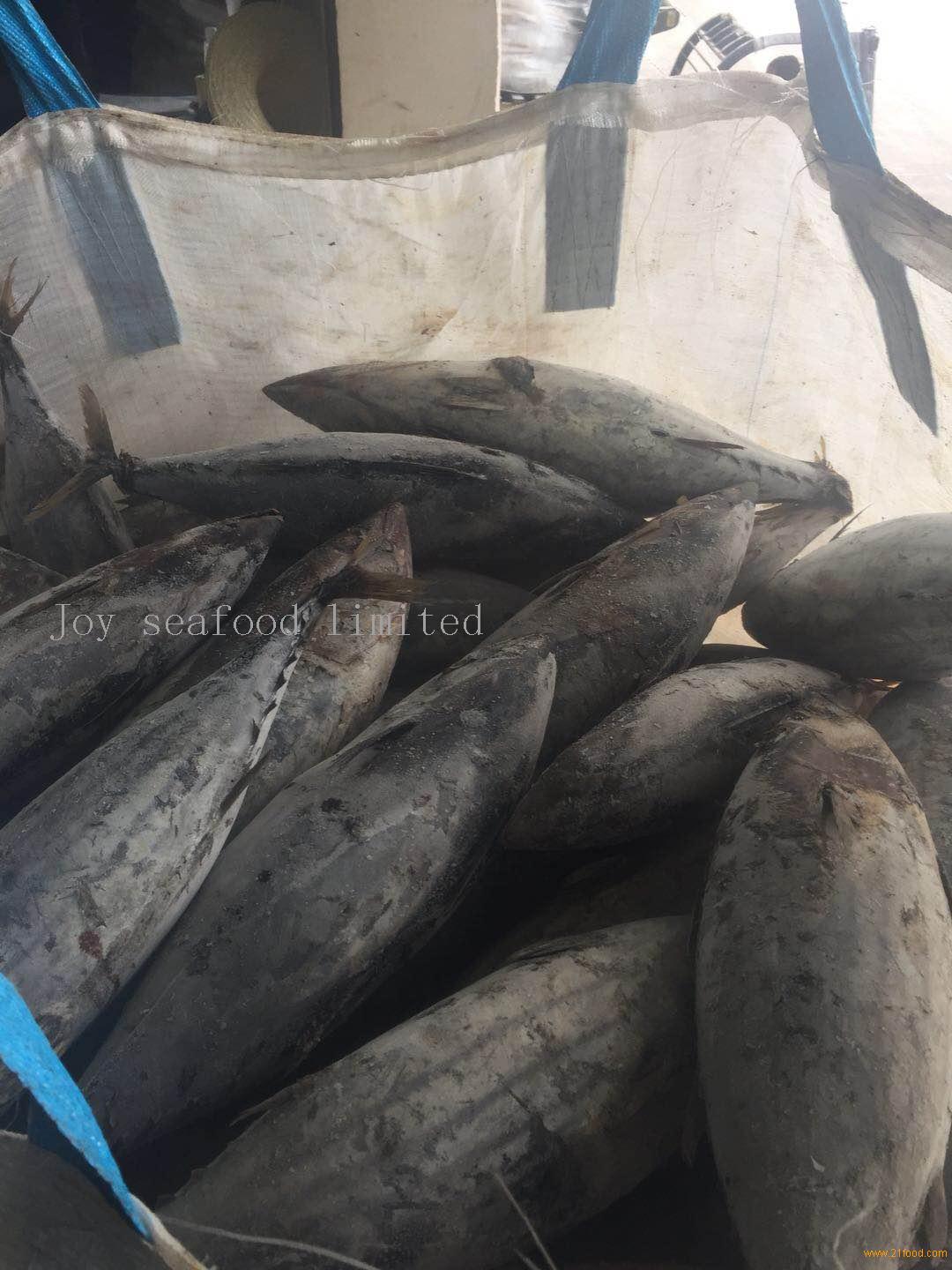 Frozen Skipjack Tuna 18kg Up Good Qualitychina Joy Seafood Limited