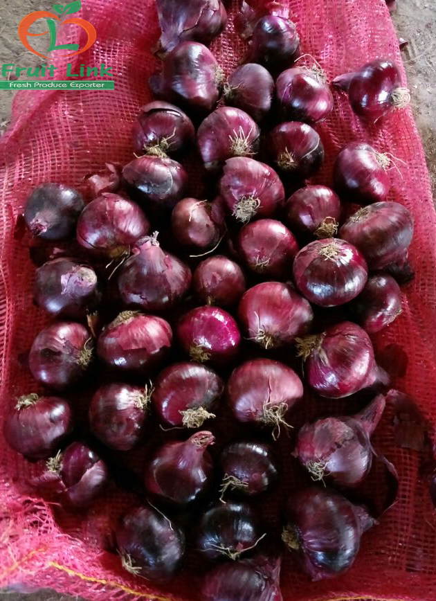 India has started importing Red Onions from Egypt – Fruit Link Fresh Produce