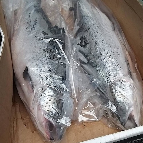 High Quality Frozen Whole Salmon Fish (seafood) Available For Sale at Cheap Price