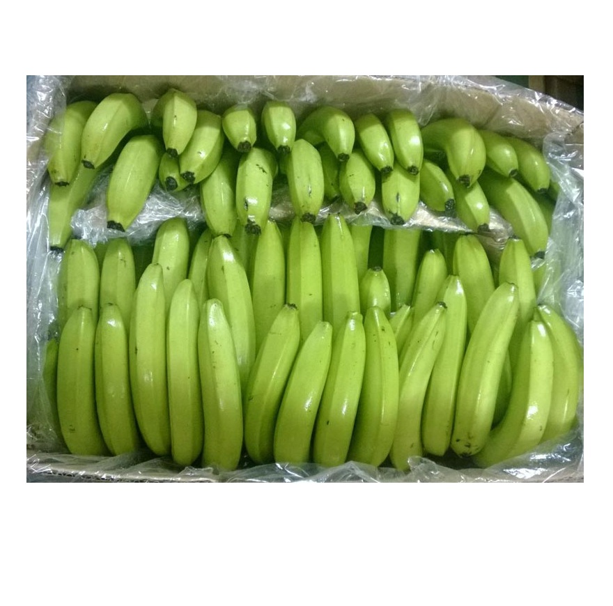 High Quality Green Cavendish Banana Available For Sale At Cheap Price   Romexporters 04580580 