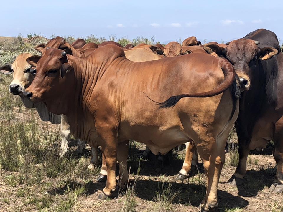 Full Blood Pure Breed Boran Calves For Sale,South Africa Livestock ...