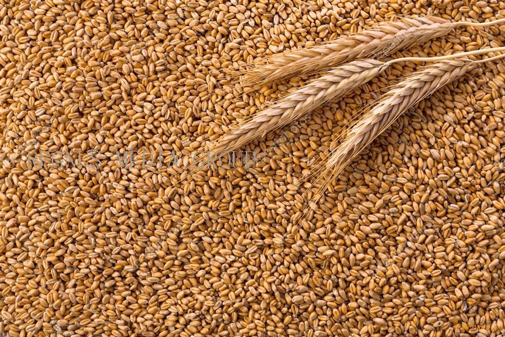 hight quality wheat, whole nutrition grain