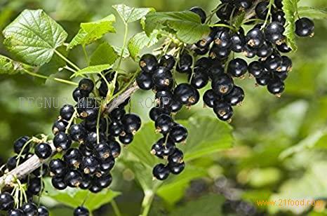 High Quality Natural Black Currant