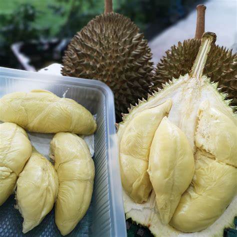 Frozen Durian Pulp With Seed Seedless - Viego Global,vietnam Oem 