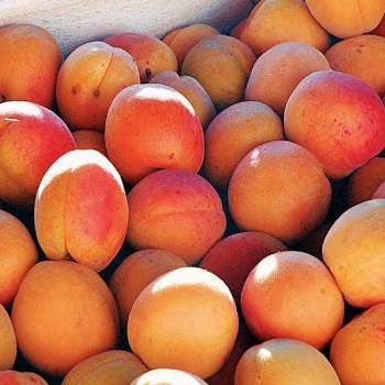 Quality Grade A Fresh Apricots for sale at factory price