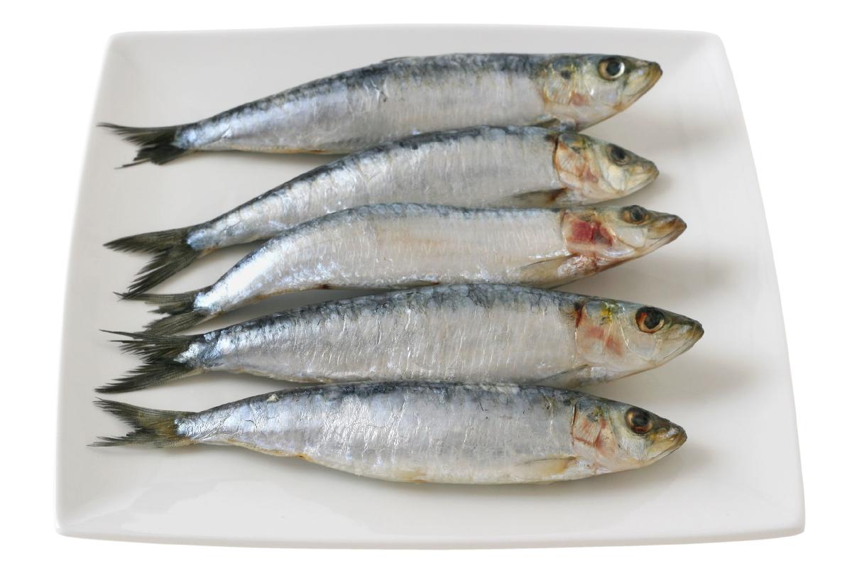 Frozen Sardine Fish,South Africa SEA FOOD price supplier - 21food