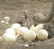 Ostrich, emu, rhea, peacocks and  quail  fertile eggs
