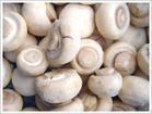 Mushroom Sauce Natural Fresh And High Quality Mushroom Sauce