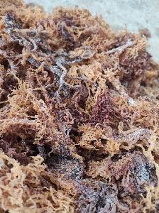 seaweed