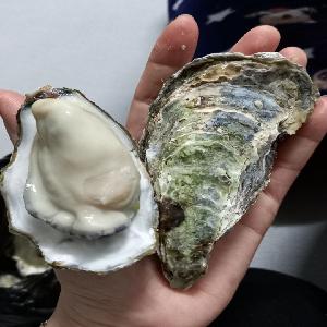 Korean Live pacific oyster(Diploid, Triploid oyster)