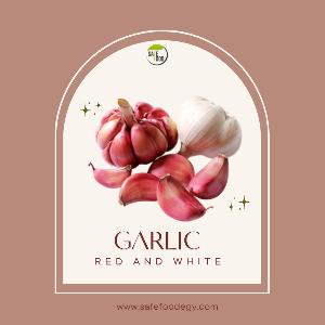 Fresh red & white garlic