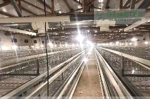 H type layer  chicken  cage  automatic   chicken  cage for poultry farming for sale in Beira Mozambique